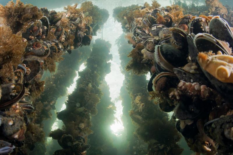 Aquacultuur