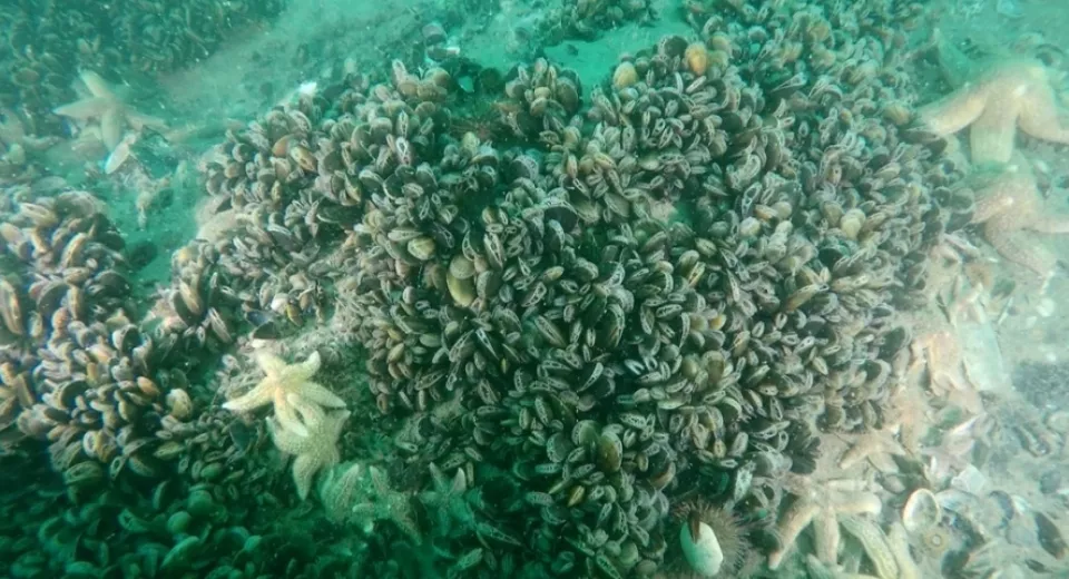 coastbustersimage seabed