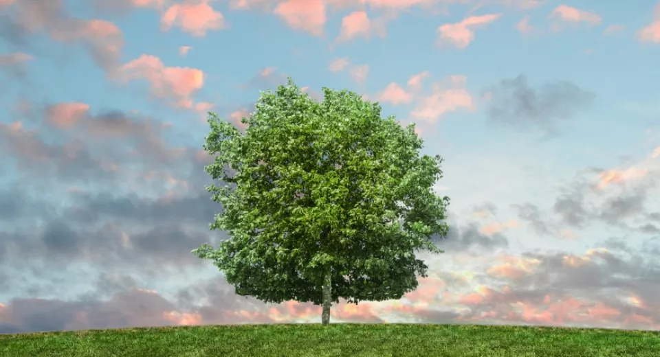 field with tree