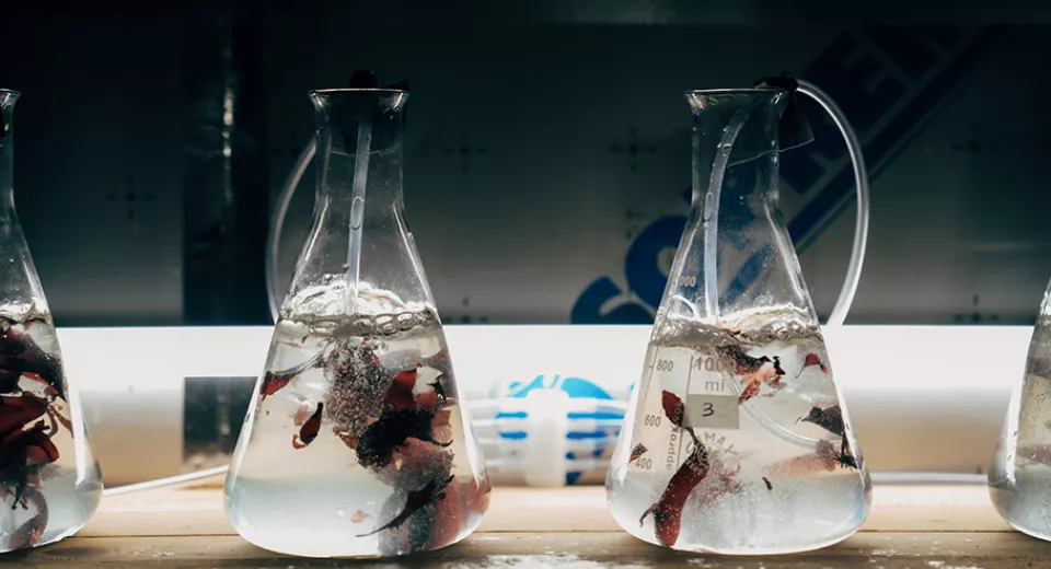 Dulse zeewier OceanBites lab