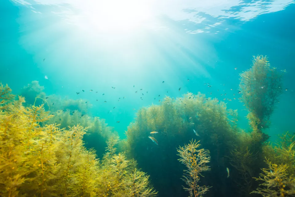 Algae 2026