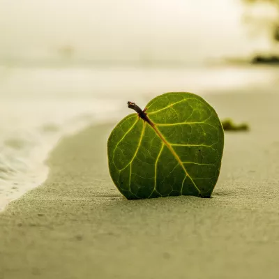 Blad strand