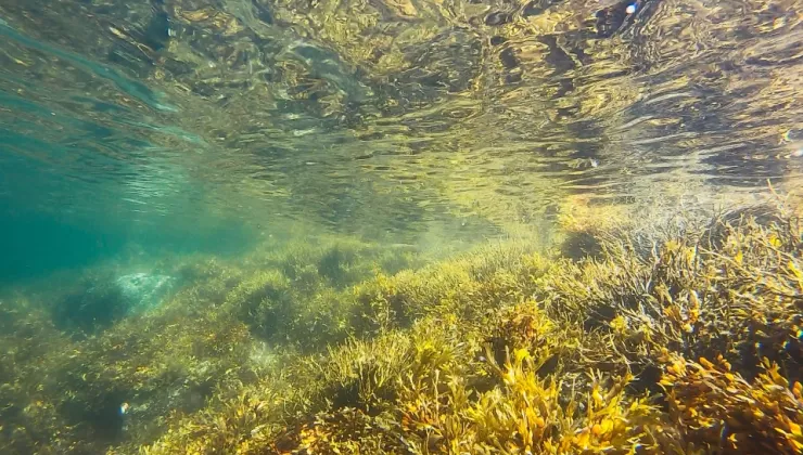 sea underwater