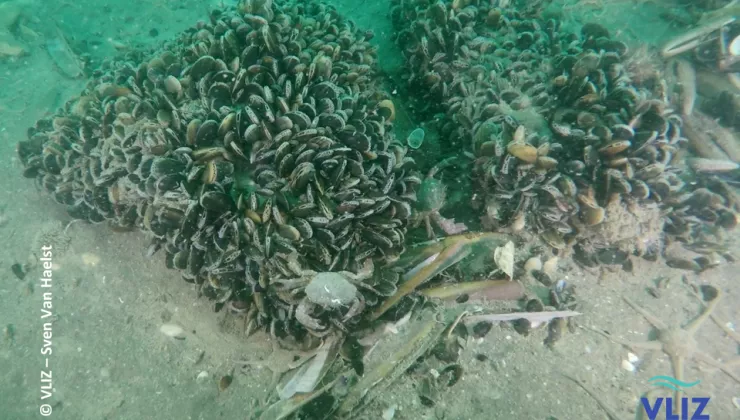 VLIZ underwater sea