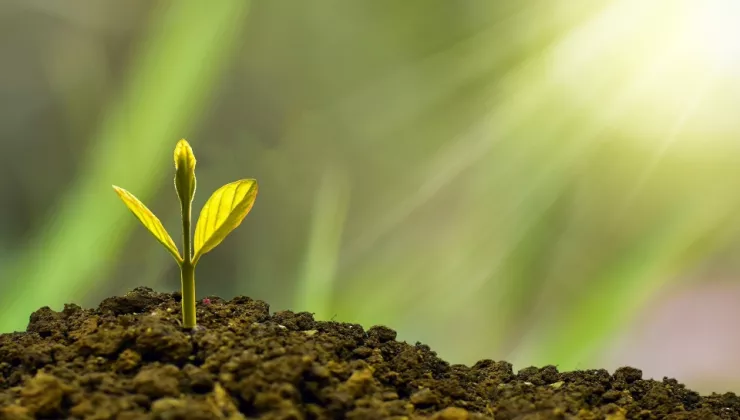 plant growing in sunlight 