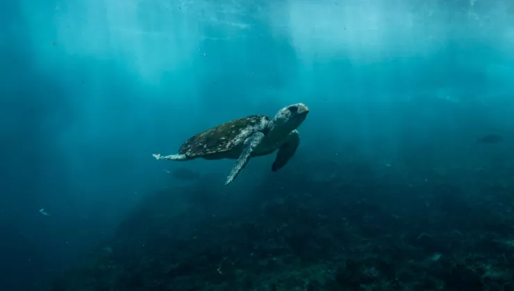 schildpad in zee