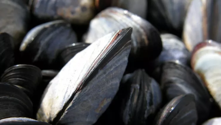 mossels