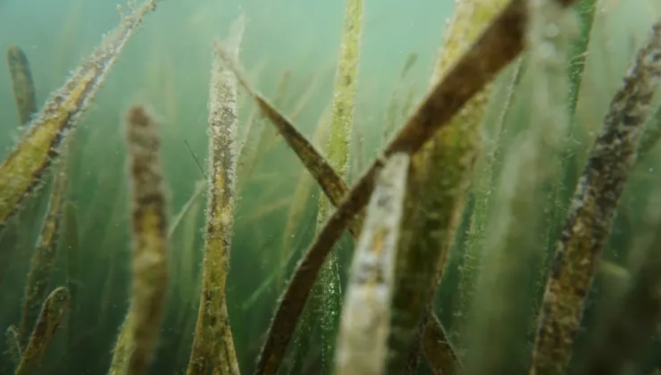 the tampa bay estuary program underwater 