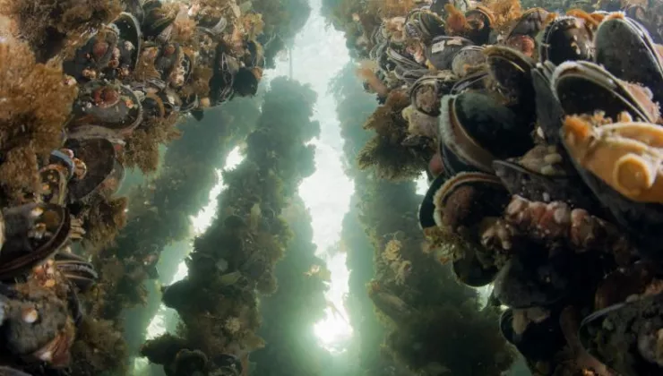 Aquacultuur