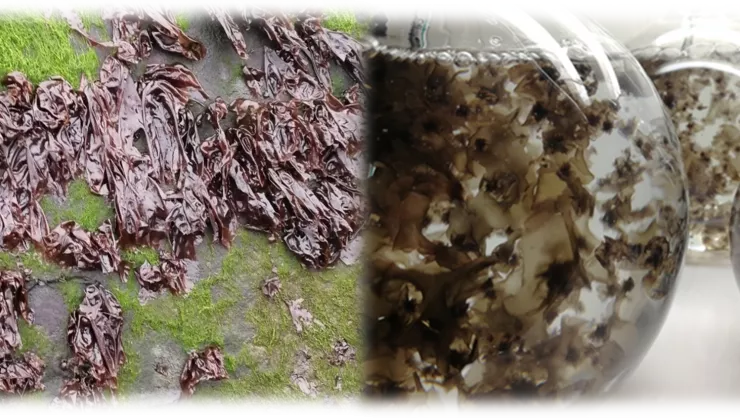GAME project / red seaweed